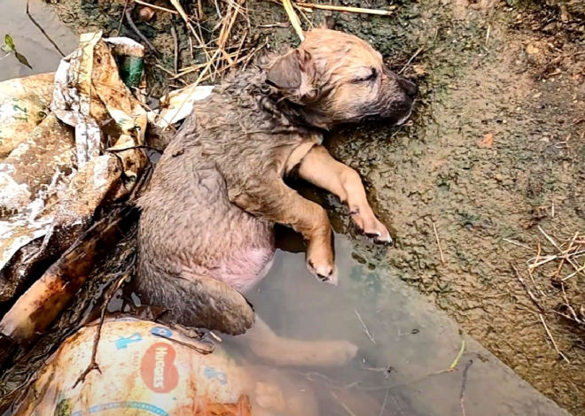 On His Birthday, Helpless Puppy Rescued from a Ditch: A Plea for Compassion and Urgent Help