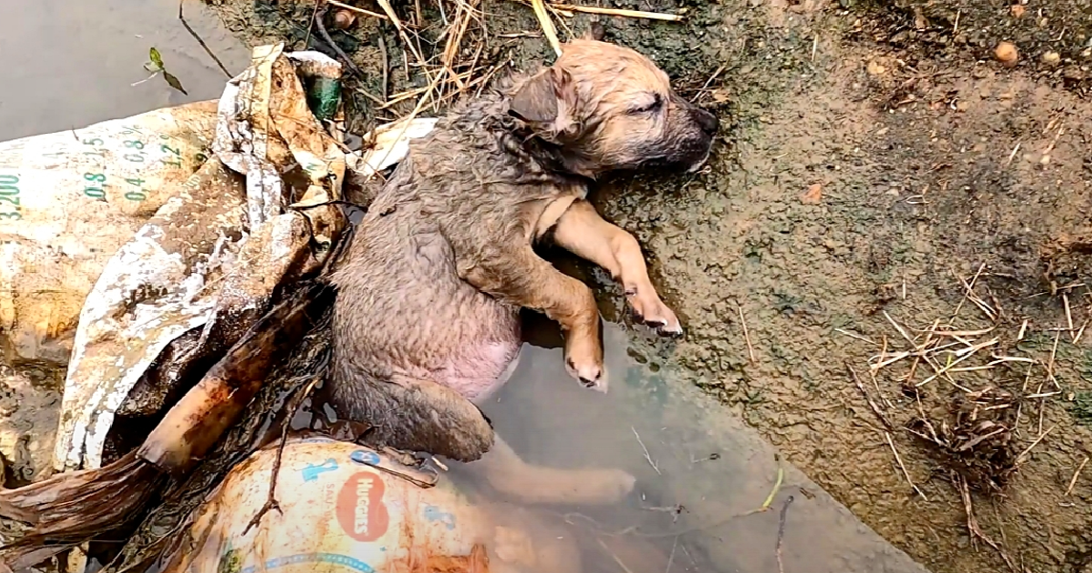 On His Birthday, Helpless Puppy Rescued from a Ditch: A Plea for Compassion and Urgent Help