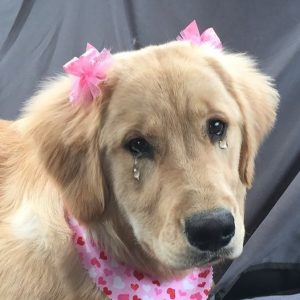 Bella’s Tender 1st Birthday: A Golden Retriever’s Journey from Tears to Triumph