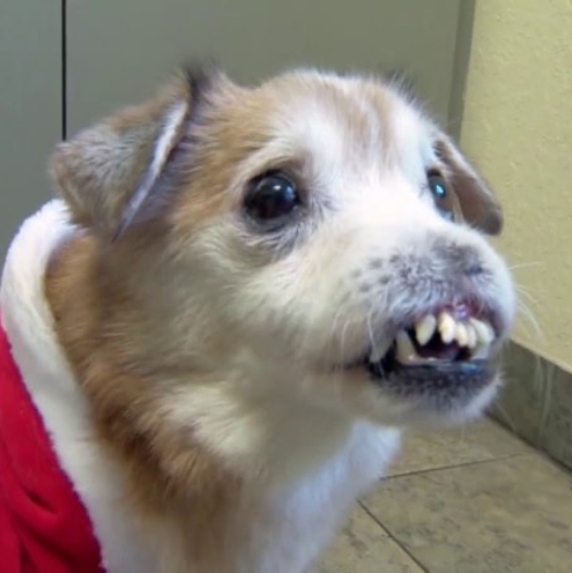 Celebrating Max’s 5th Birthday: From Heartache to Happiness in a Santa Claus Suit