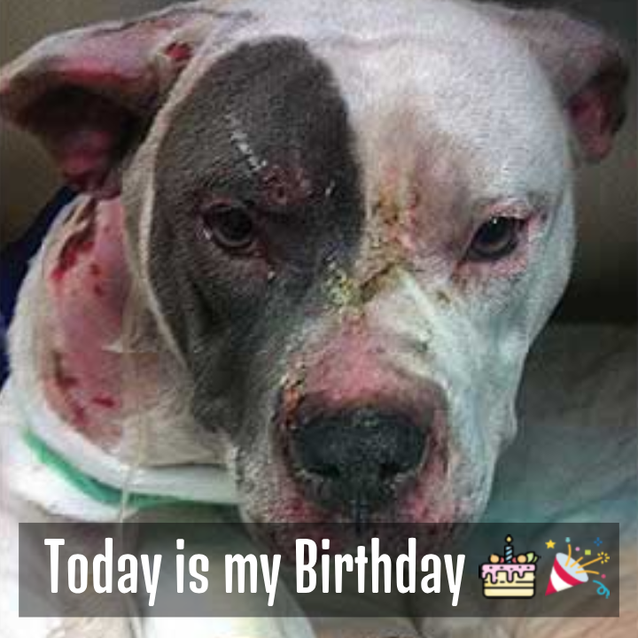 Celebrating Lucy: A Birthday Tribute to a Brave Survivor