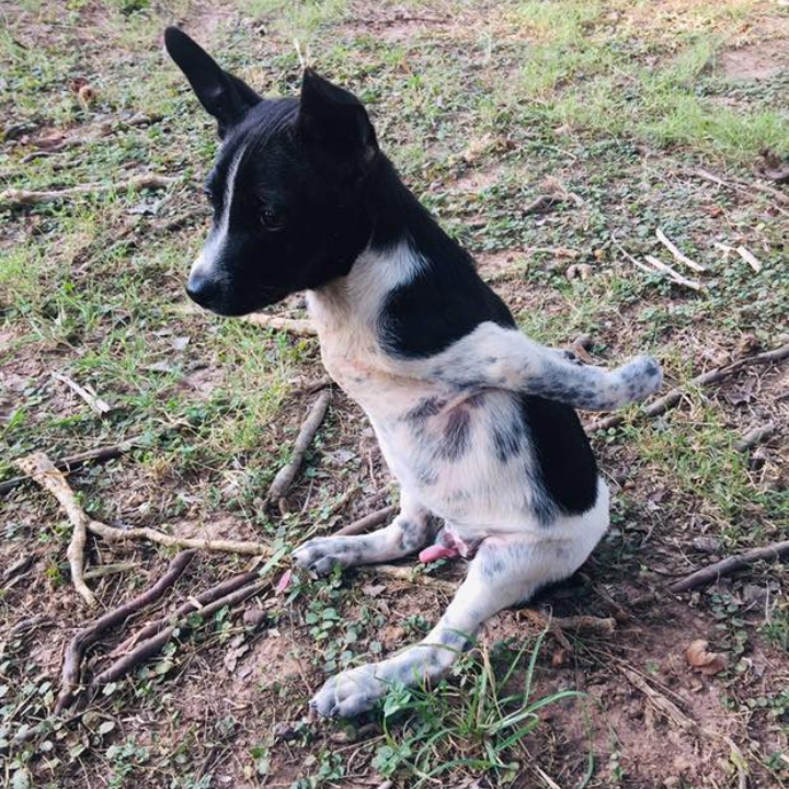 On His Birthday: Celebrating Bin, the Resilient Puppy Who Defied the Odds