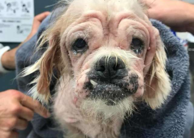 On Her Birthday, Abandoned Shih Tzu Finds a New Beginning After Horrific Abuse