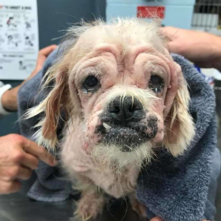 On Her Birthday, Abandoned Shih Tzu Finds a New Beginning After Horrific Abuse