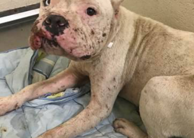 A Birthday Wish: Finding Love for a Battered Dog Believed to be a Bait Dog