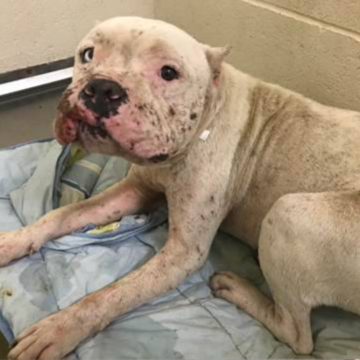 A Birthday Wish: Finding Love for a Battered Dog Believed to be a Bait Dog