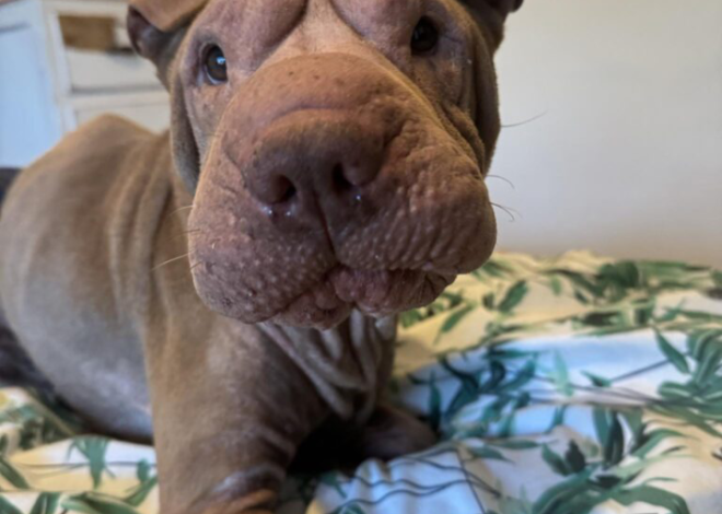 Happy Birthday, Suzie! Celebrating a Special Shar Pei with a Heart of Gold