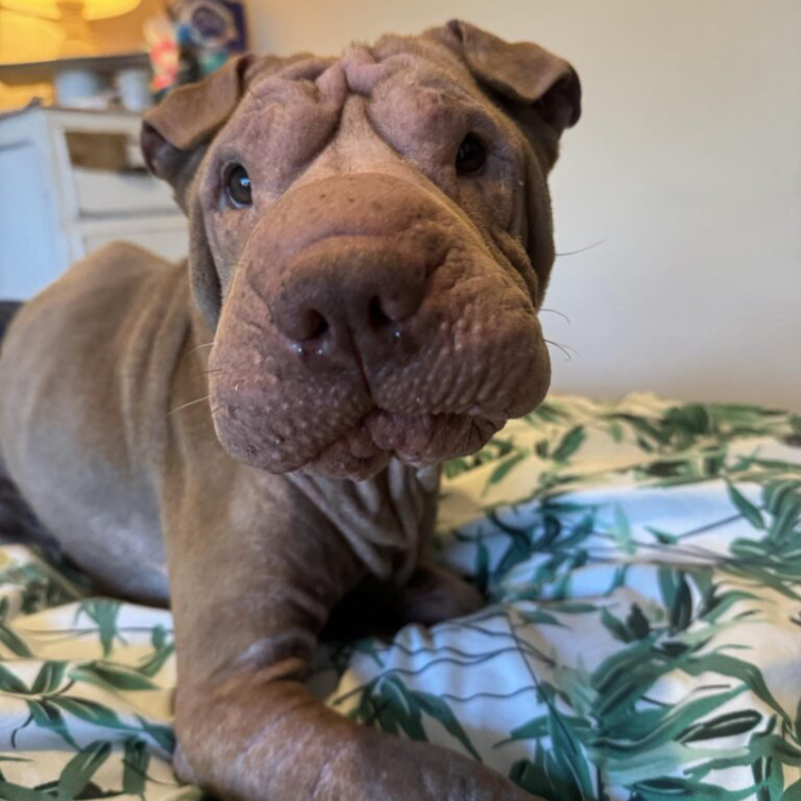 Happy Birthday, Suzie! Celebrating a Special Shar Pei with a Heart of Gold