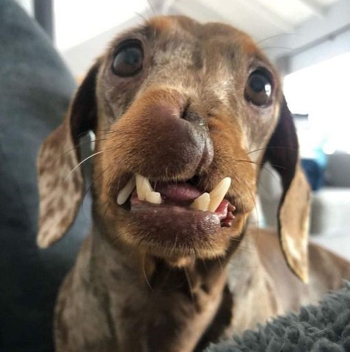 Celebrating Max’s 5th Birthday: A Heartwarming Journey of a Unique Dachshund