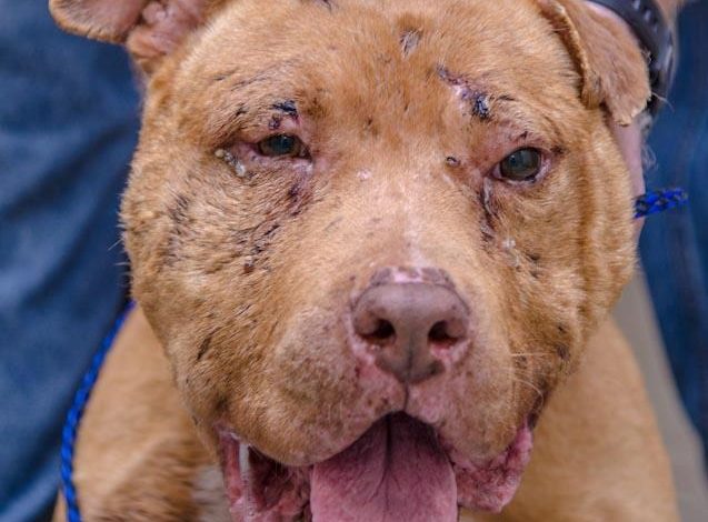 Celebrating a Resilient Senior: The Birthday of a Homeless Pit Bull