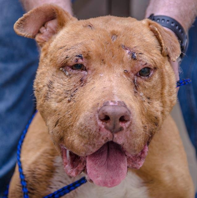 Celebrating a Resilient Senior: The Birthday of a Homeless Pit Bull