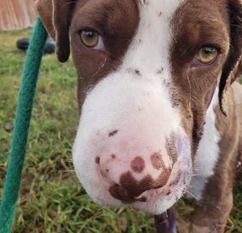 Pongo’s Journey: From Pain to Healing, Celebrating Her Special Birthday