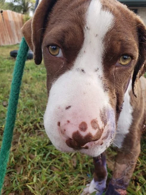 Pongo’s Journey: From Pain to Healing, Celebrating Her Special Birthday