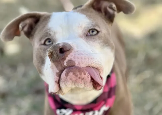 Pueblo Animal Shelter Seeks Help as It Reaches Capacity: Celebrate a Special Dog’s Birthday and Make a Difference