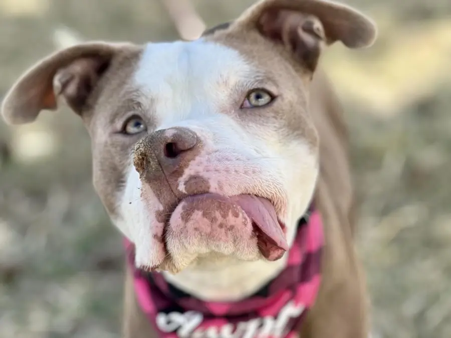 Pueblo Animal Shelter Seeks Help as It Reaches Capacity: Celebrate a Special Dog’s Birthday and Make a Difference