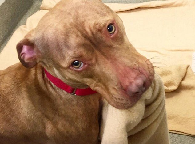 Rush’s Special Day: The Viral Bed-Making Pit Bull Puppy Finds His Forever Home