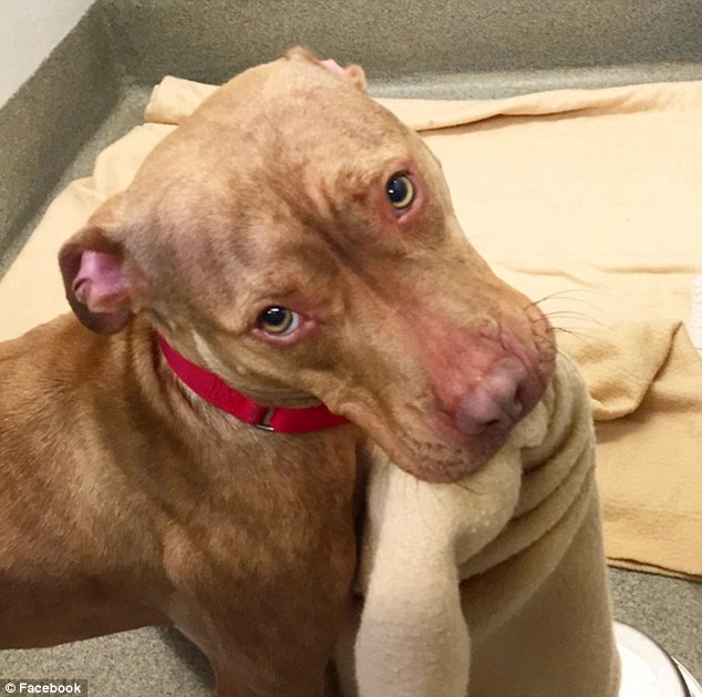 Rush’s Special Day: The Viral Bed-Making Pit Bull Puppy Finds His Forever Home