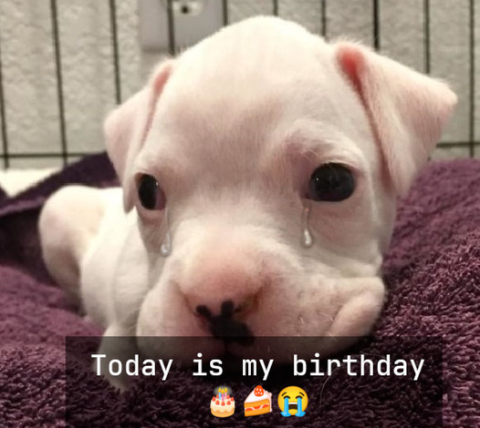 A Pit Bull’s Birthday: Celebrating Love, Resilience, and New Beginnings