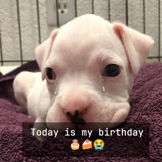 A Pit Bull’s Birthday: Celebrating Love, Resilience, and New Beginnings