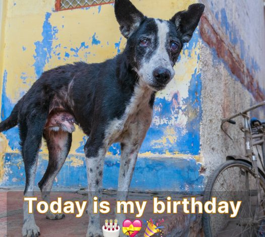 A Birthday Forgotten: The Tale of a Lonely Pup’s Special Day