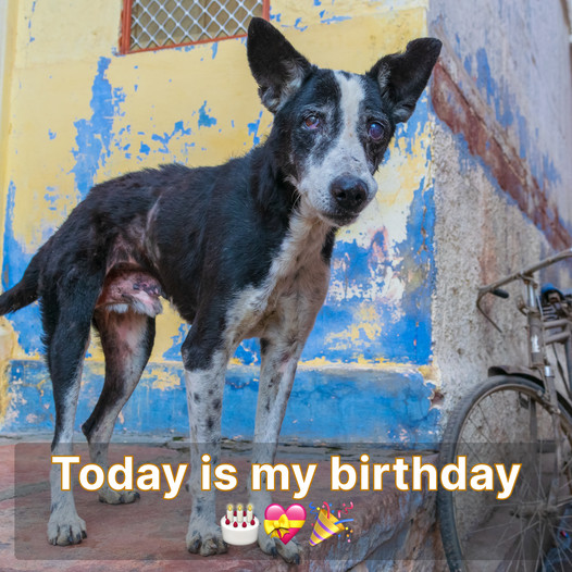 A Birthday Forgotten: The Tale of a Lonely Pup’s Special Day