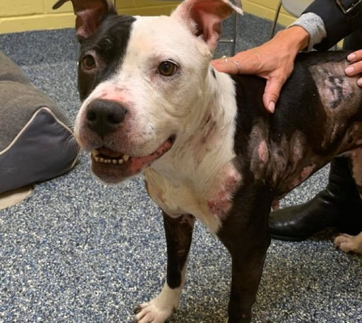 A Birthday Wish for Hope: Injured Pit Bull Rescued by Police Seeks Her Owner