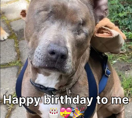 A Blind Dog’s Birthday: Finding Light in the Darkest Places