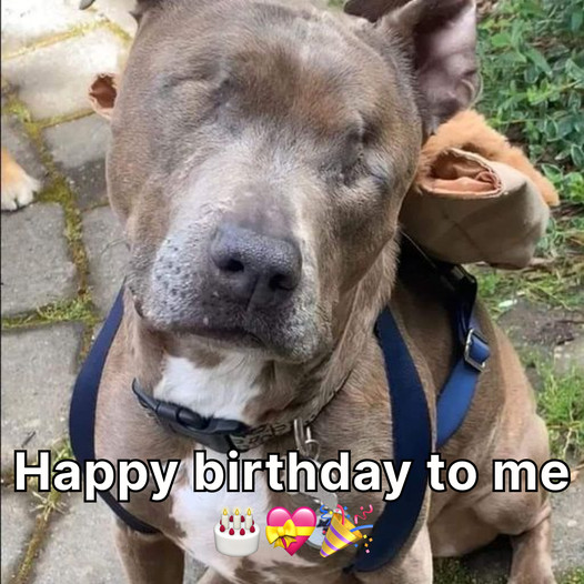 A Blind Dog’s Birthday: Finding Light in the Darkest Places