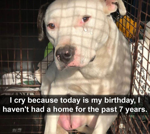 Bruno’s Birthday Miracle: From Solitude to a Loving Home