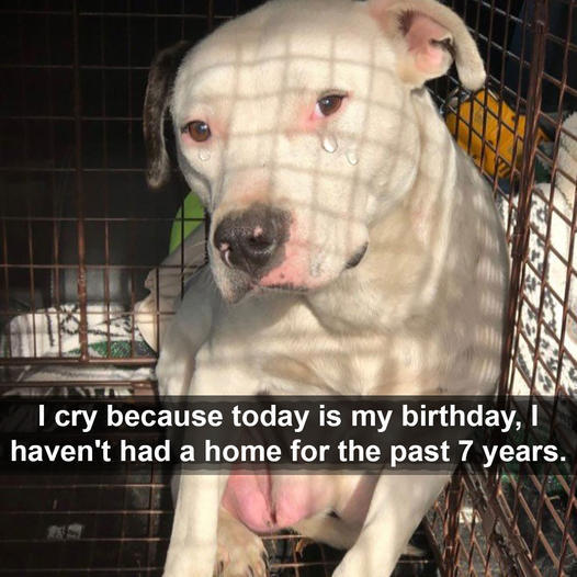 Bruno’s Birthday Miracle: From Solitude to a Loving Home