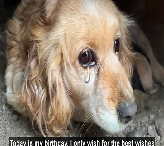 A Tail-Wagging Celebration: Happy Birthday to Our Joyful Dog, Max!