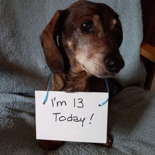 A Silent Celebration: The Thirteenth Birthday of a Loyal Canine