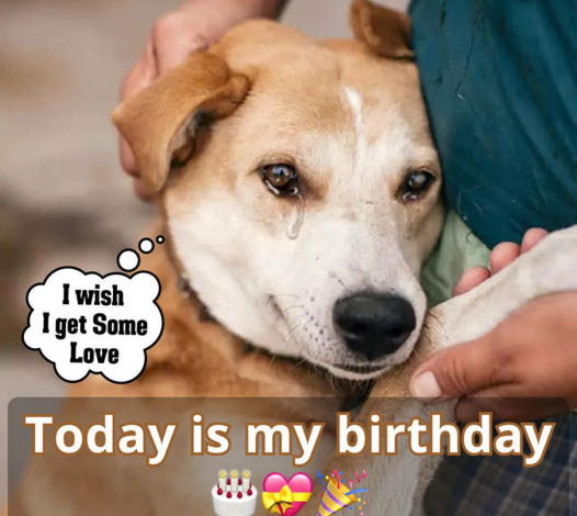 A Birthday Reflection: Celebrating the Unseen Joys of a Resilient Dog