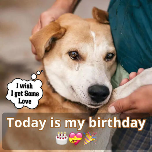 A Birthday Reflection: Celebrating the Unseen Joys of a Resilient Dog