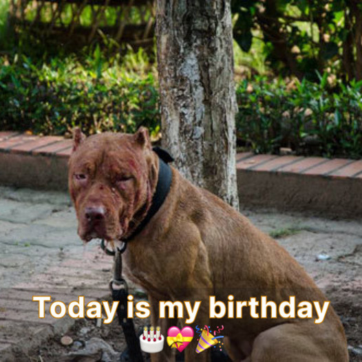 A Dog’s Silent Birthday: A Heartfelt Reminder of the Bonds We Share