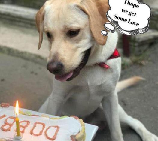 A Starved Dog’s Birthday: Finding Hope in the Darkest Moments