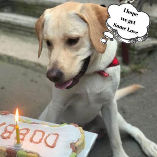 A Starved Dog’s Birthday: Finding Hope in the Darkest Moments