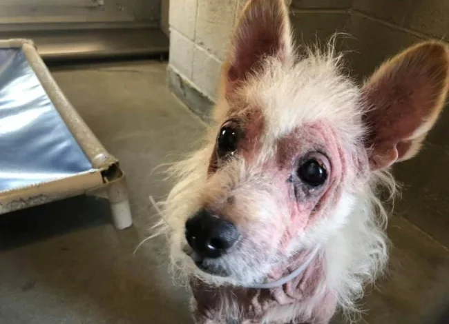 Reunited in Spirit: Wolf’s Heartwarming Birthday Celebration at Lancaster Animal Care Center