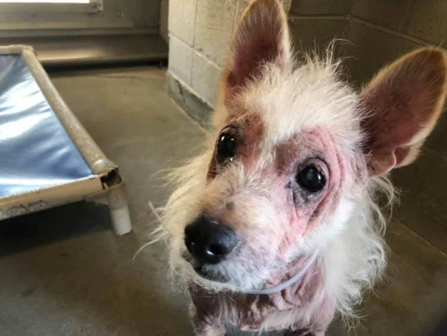 Reunited in Spirit: Wolf’s Heartwarming Birthday Celebration at Lancaster Animal Care Center