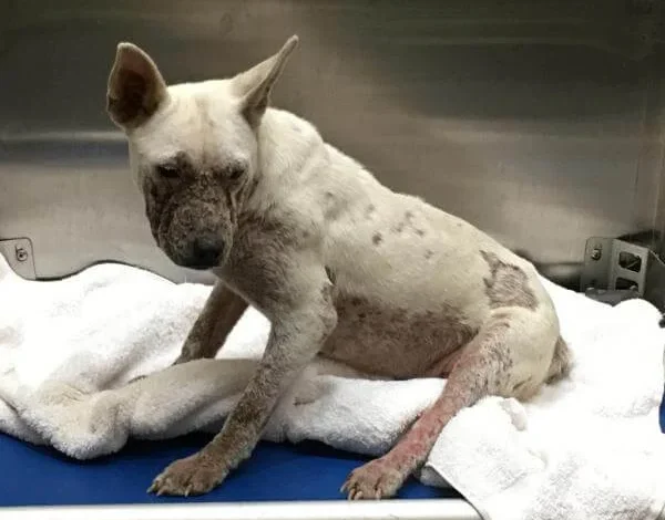 Astoria’s Urgent Appeal: A Birthday Wish for a Neglected Dog at Memphis Animal Services