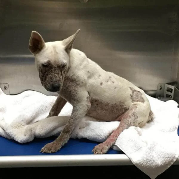 Astoria’s Urgent Appeal: A Birthday Wish for a Neglected Dog at Memphis Animal Services