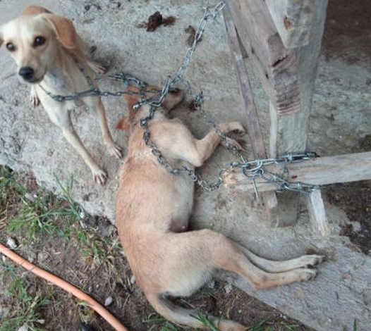 Whispers of Sorrow: A Tender Encounter Between a Fragile Pup and Its Dying Companion on a Heartfelt Birthday