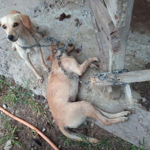 Whispers of Sorrow: A Tender Encounter Between a Fragile Pup and Its Dying Companion on a Heartfelt Birthday