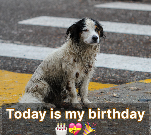 Echoes of Solitude: A Dog’s Quiet Birthday and the Journey to Self-Love