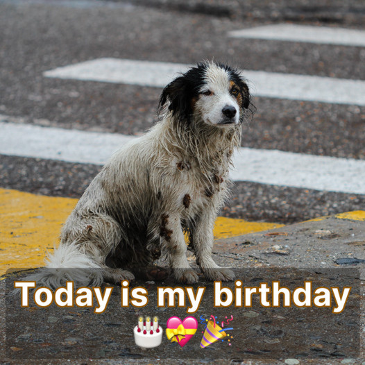 Echoes of Solitude: A Dog’s Quiet Birthday and the Journey to Self-Love