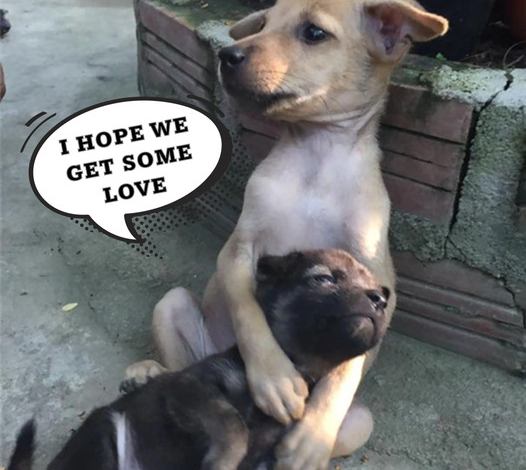 A New Beginning: The Birthday of Two Rescued Pups at a Buddhist Temple