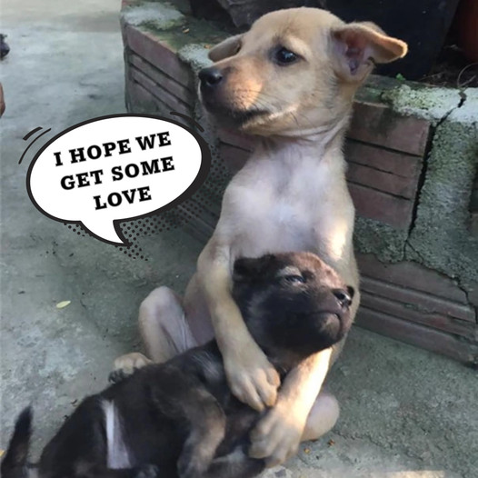 A New Beginning: The Birthday of Two Rescued Pups at a Buddhist Temple