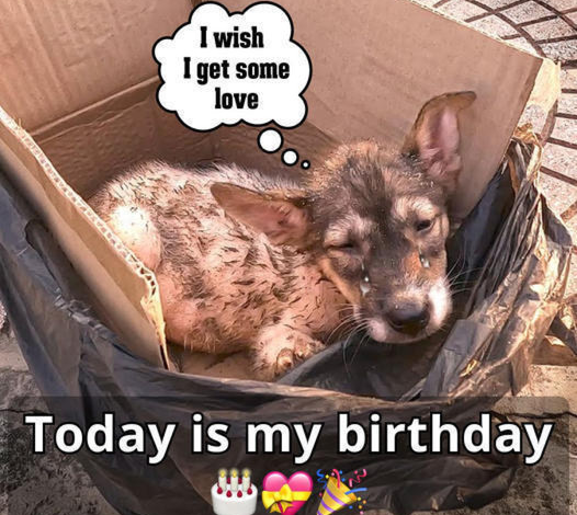 Waiting for His Birthday: A Dedicated Dog Hopes His Owner Comes Back on His Special Day ❤️