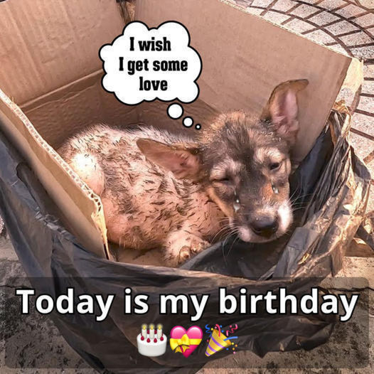 Waiting for His Birthday: A Dedicated Dog Hopes His Owner Comes Back on His Special Day ❤️