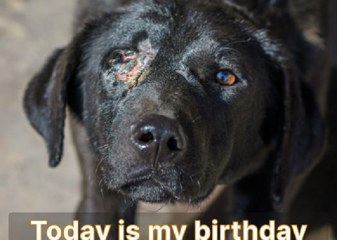 Abandoned Dog Finds a New Beginning on His Birthday